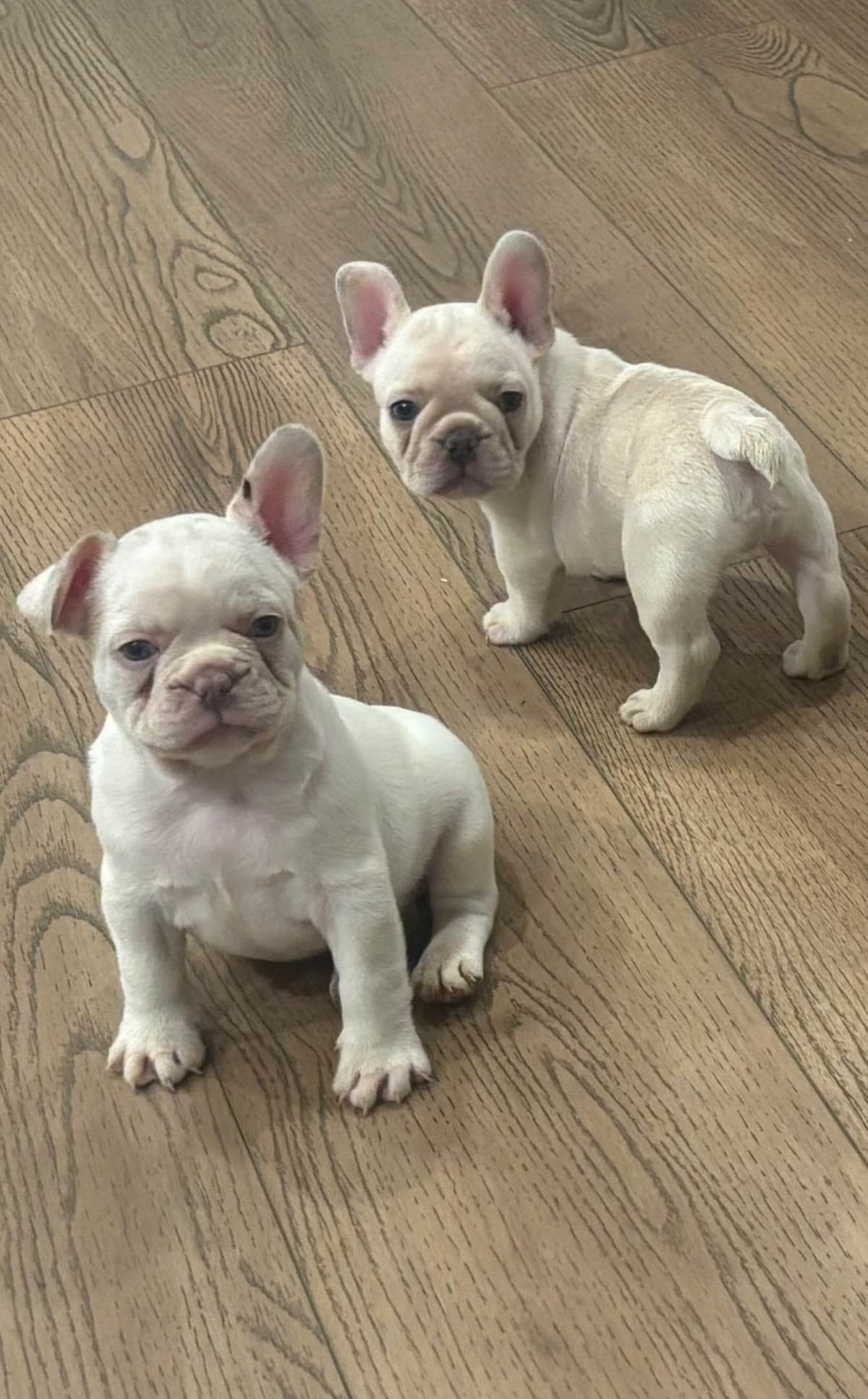 French Bulldog Puppies breeder image 2