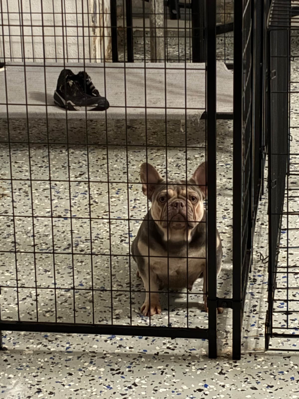 French Bulldog Puppies breeder image 4