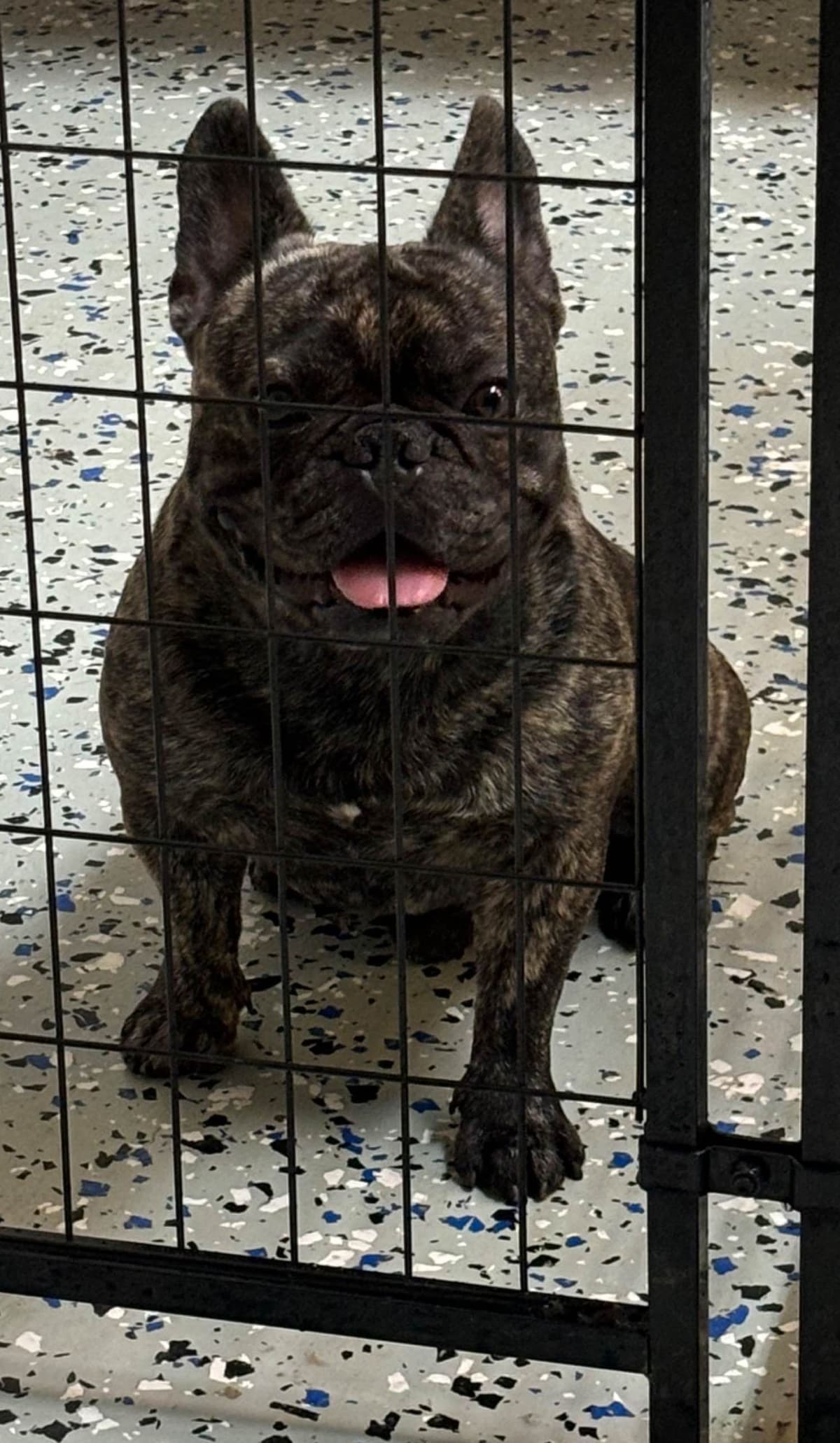 French Bulldog Puppies breeder image 6