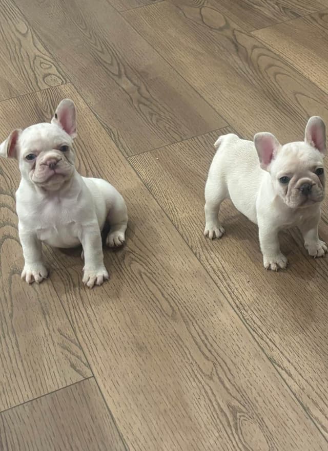 French Bulldog Puppies media 3