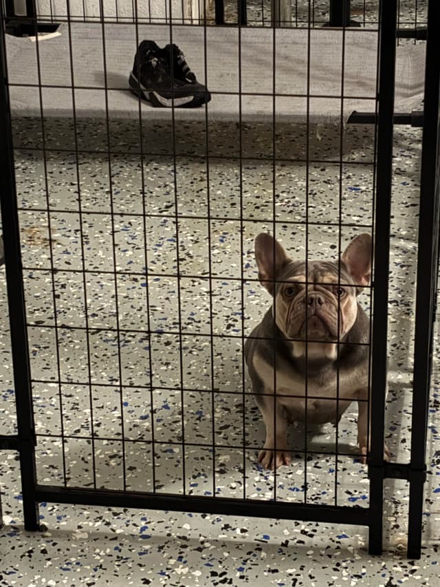 French Bulldog Puppies media 4