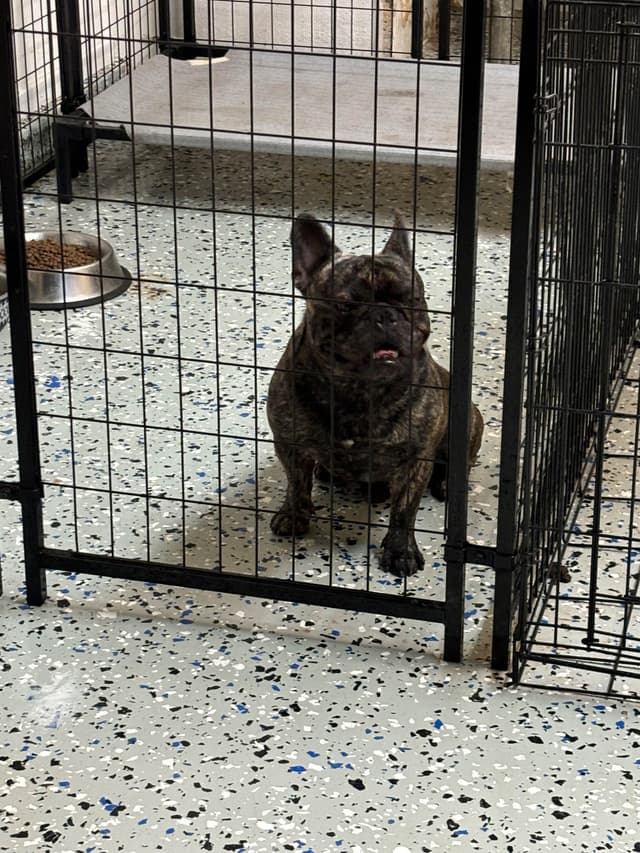 French Bulldog Puppies media 6