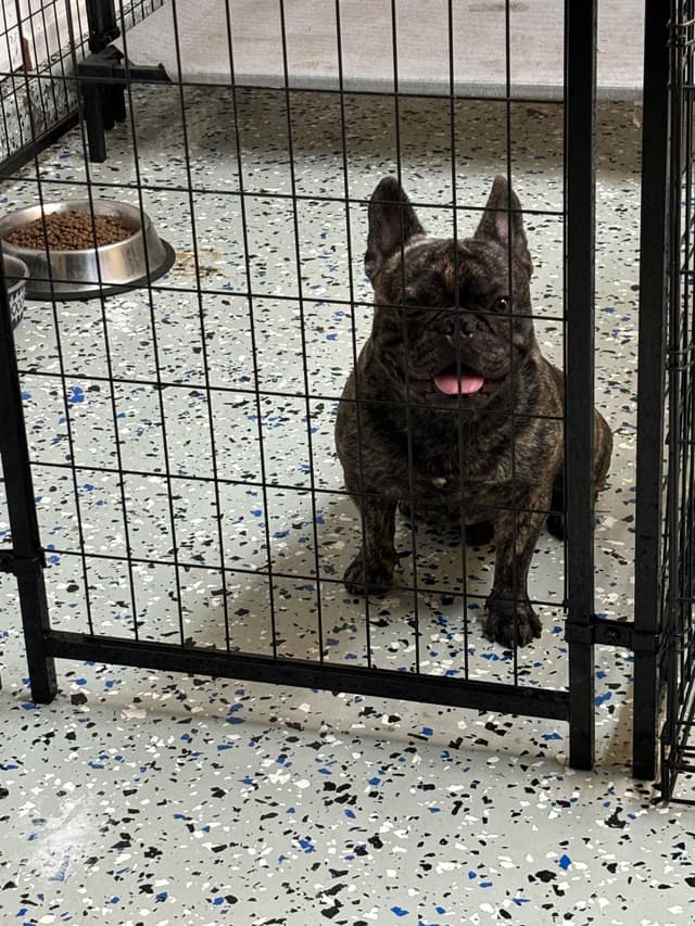 French Bulldog Puppies media 7