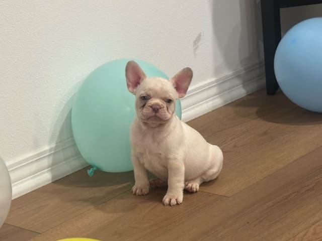 French Bulldog Puppies media 8