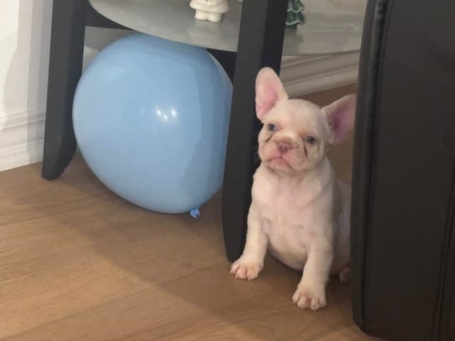 French Bulldog Puppies media 10