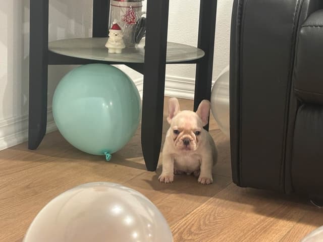 French Bulldog Puppies media 11