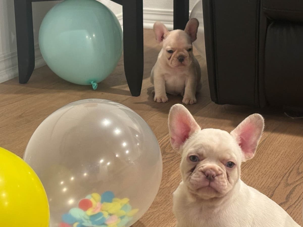 French Bulldog Puppies breeder image 9