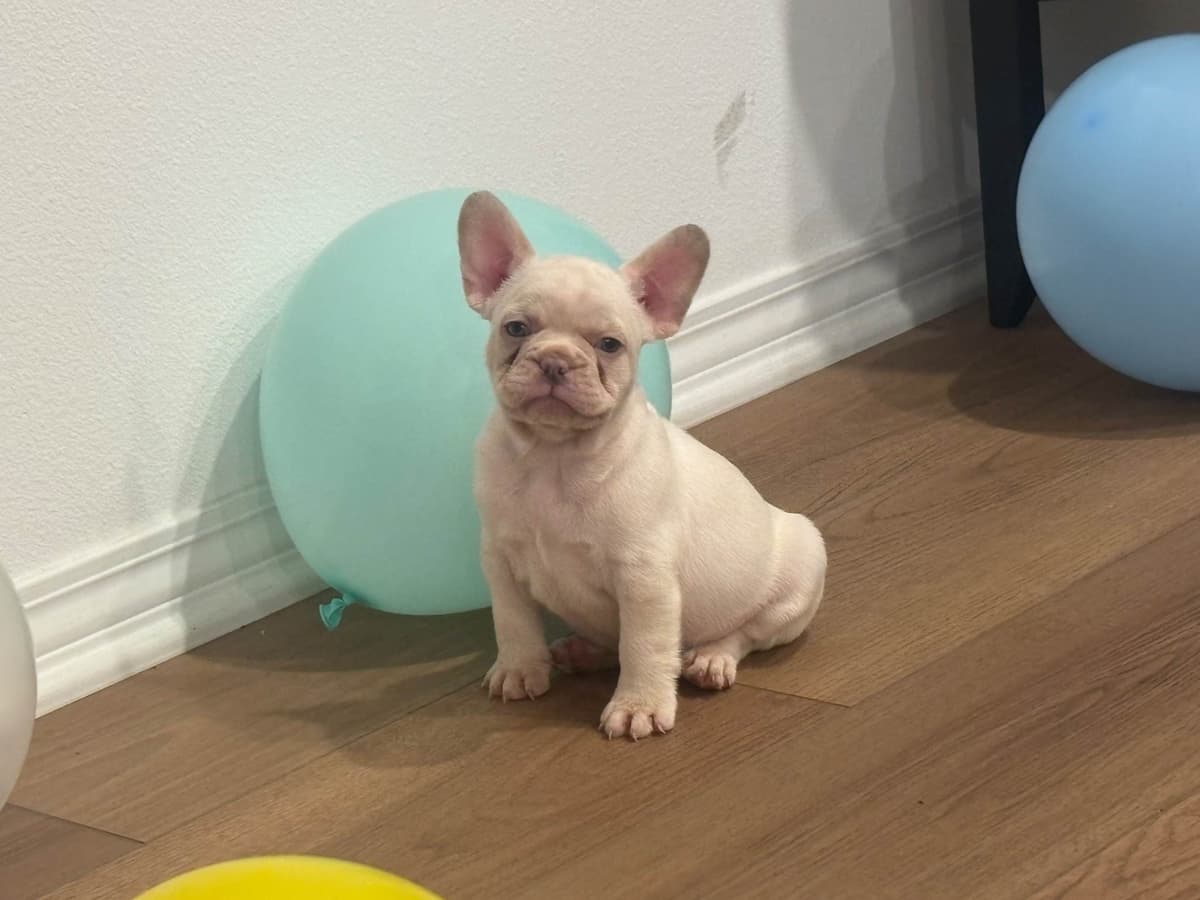 French Bulldog Puppies breeder image 10