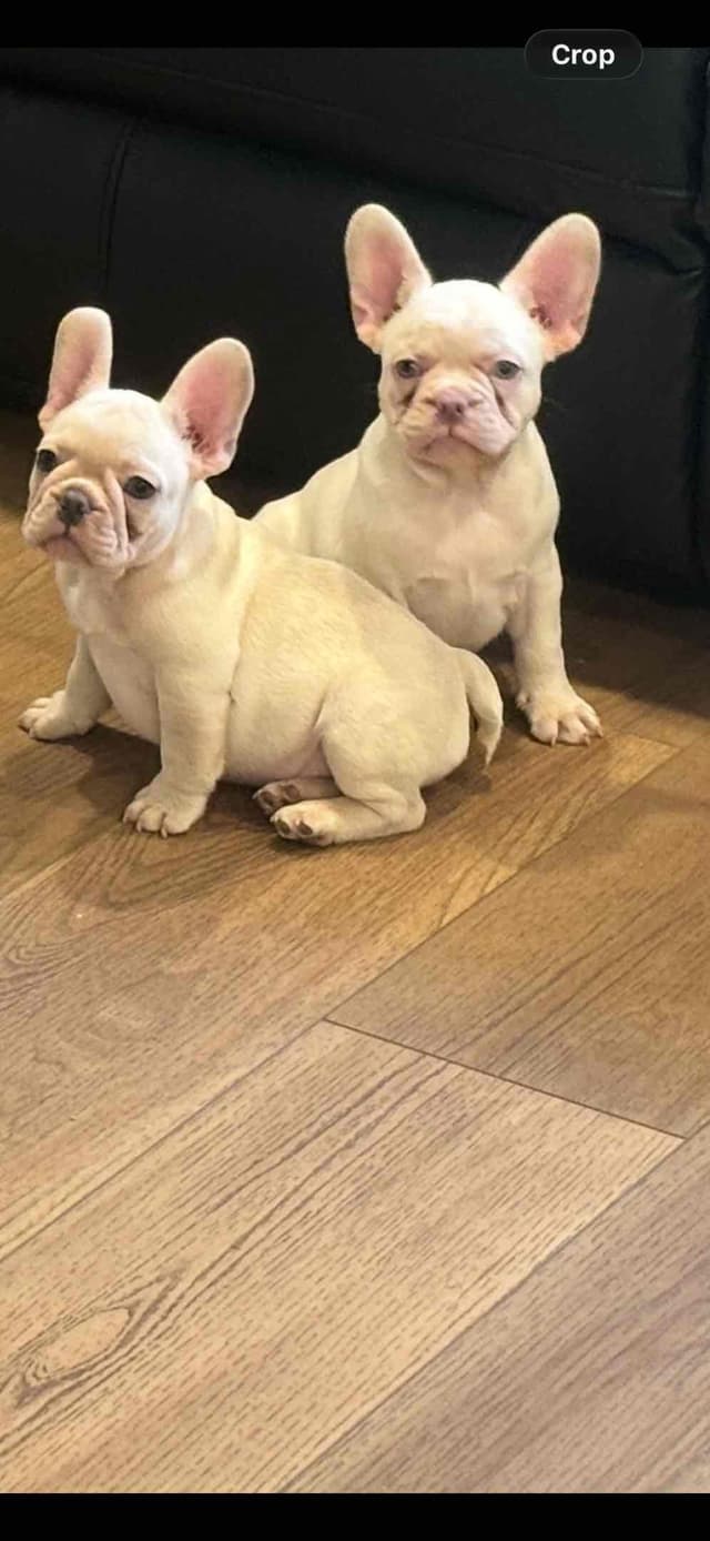 French Bulldog Puppies media 14