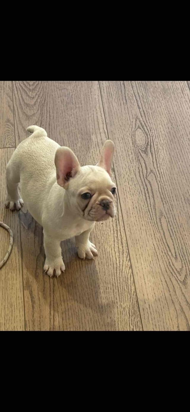 French Bulldog Puppies media 12