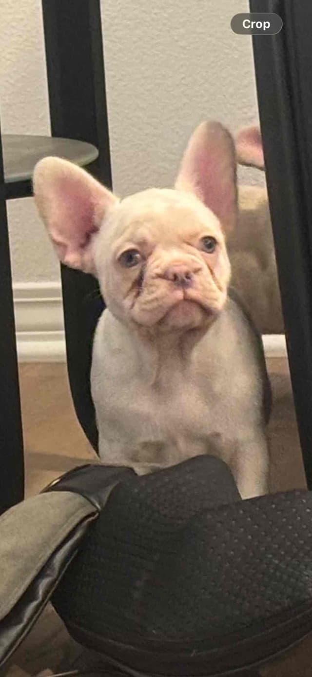 French Bulldog Puppies media 13