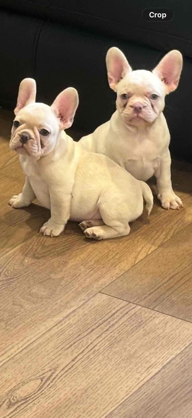 French Bulldog Puppies media 16