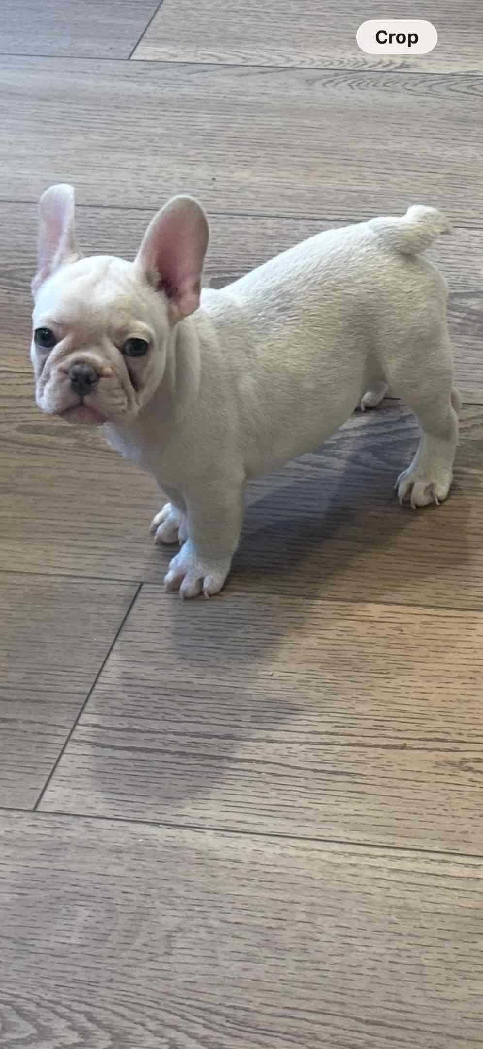 French Bulldog Puppies breeder image 13