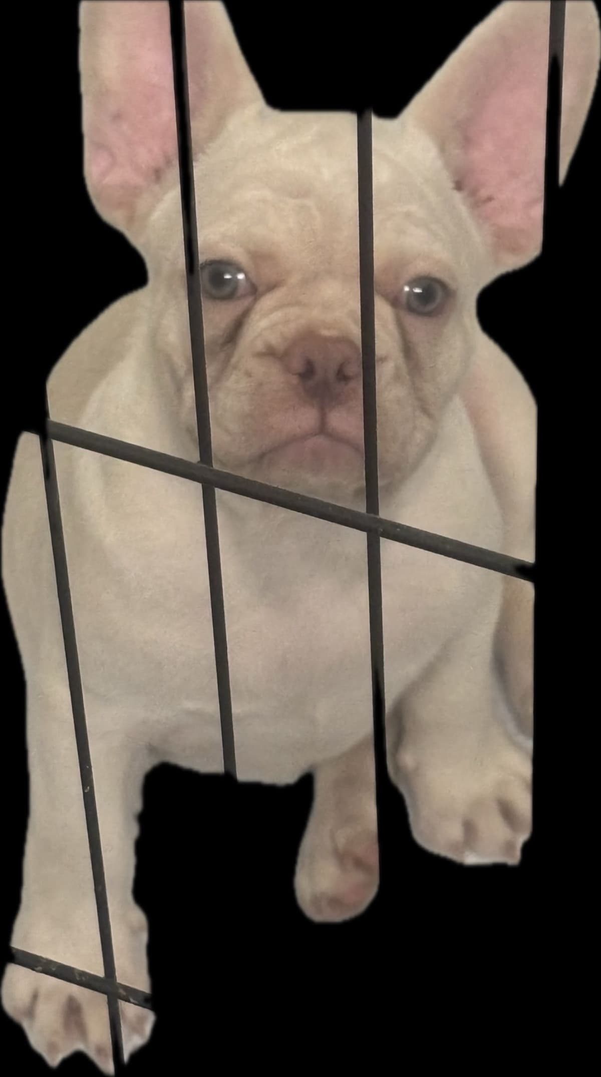 French Bulldog Puppies breeder image 16