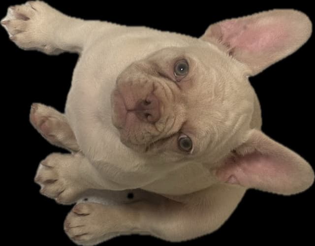 French Bulldog Puppies media 18