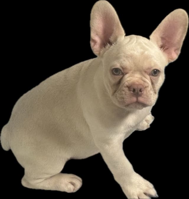 French Bulldog Puppies media 19