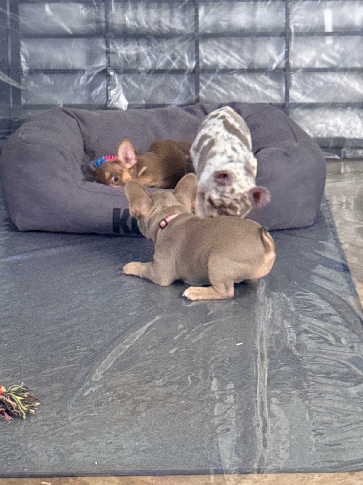 French Bulldog Puppies breeder image 3
