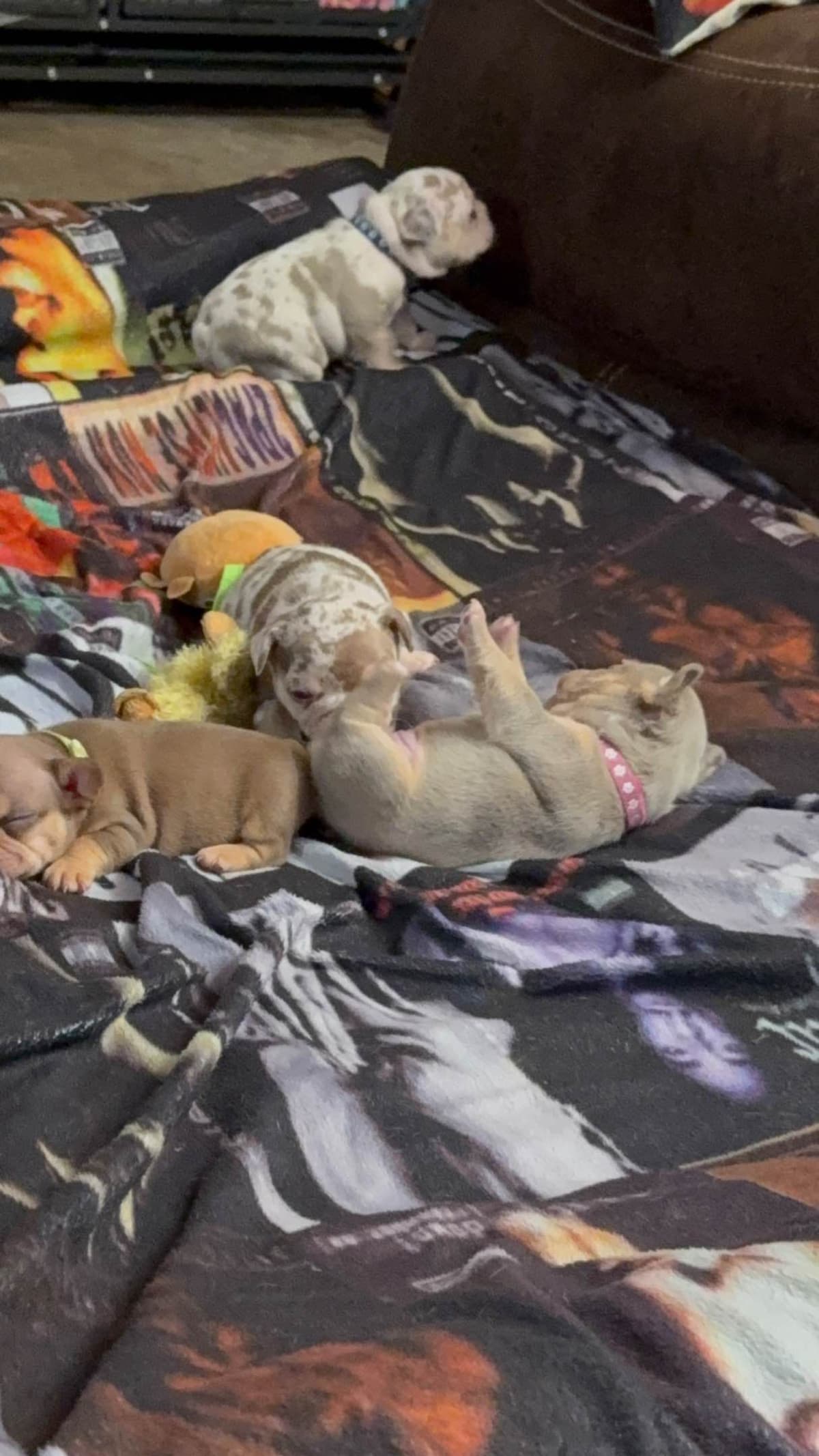 French Bulldog Puppies breeder image 7