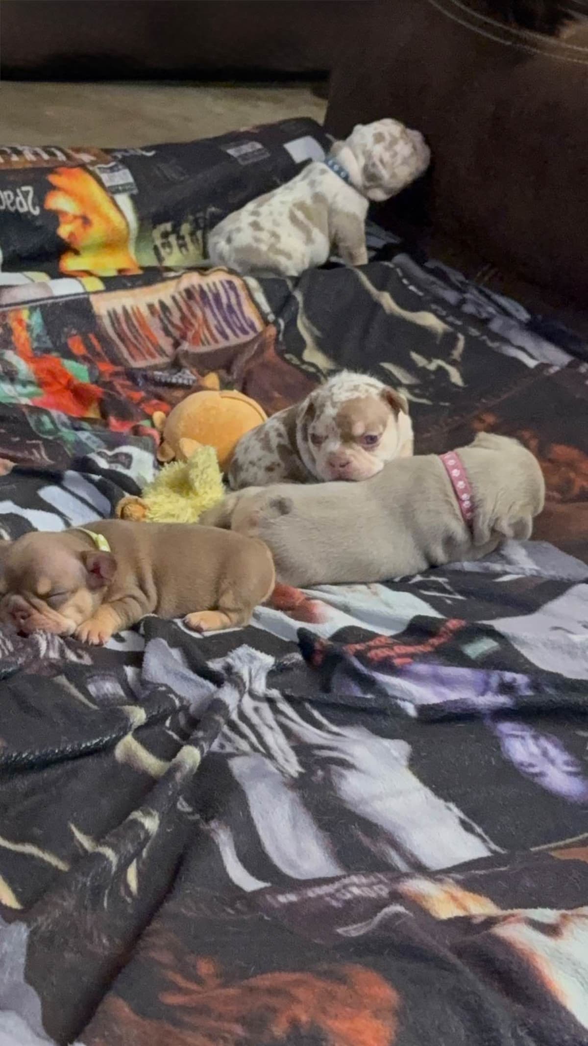 French Bulldog Puppies breeder image 2