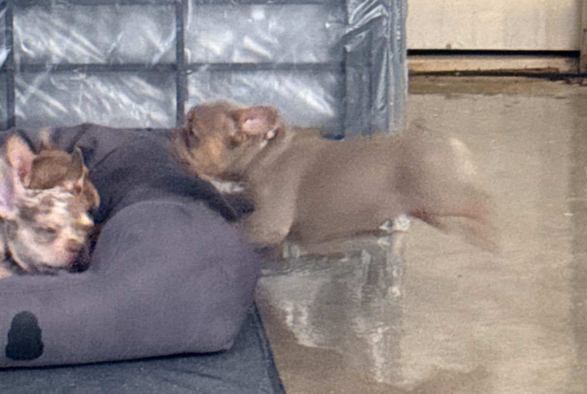 French Bulldog Puppies breeder image 1