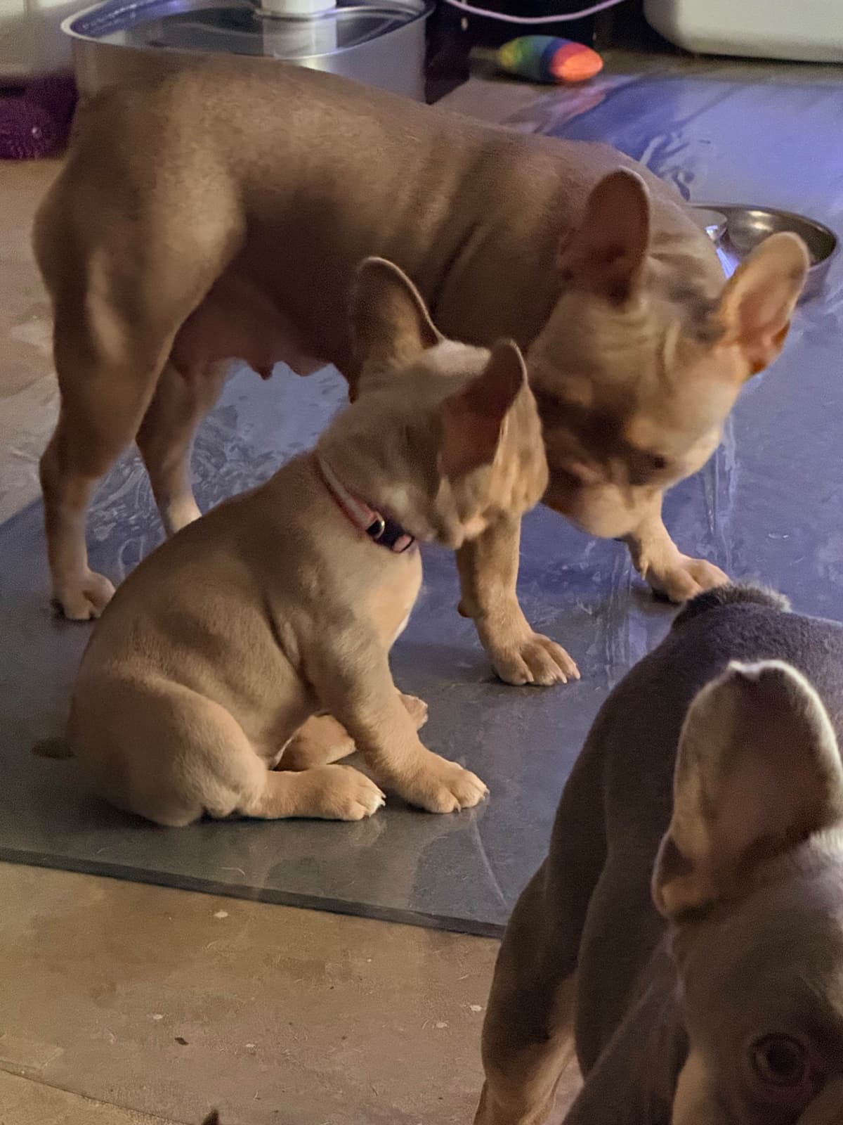 French Bulldog Puppies breeder image 4