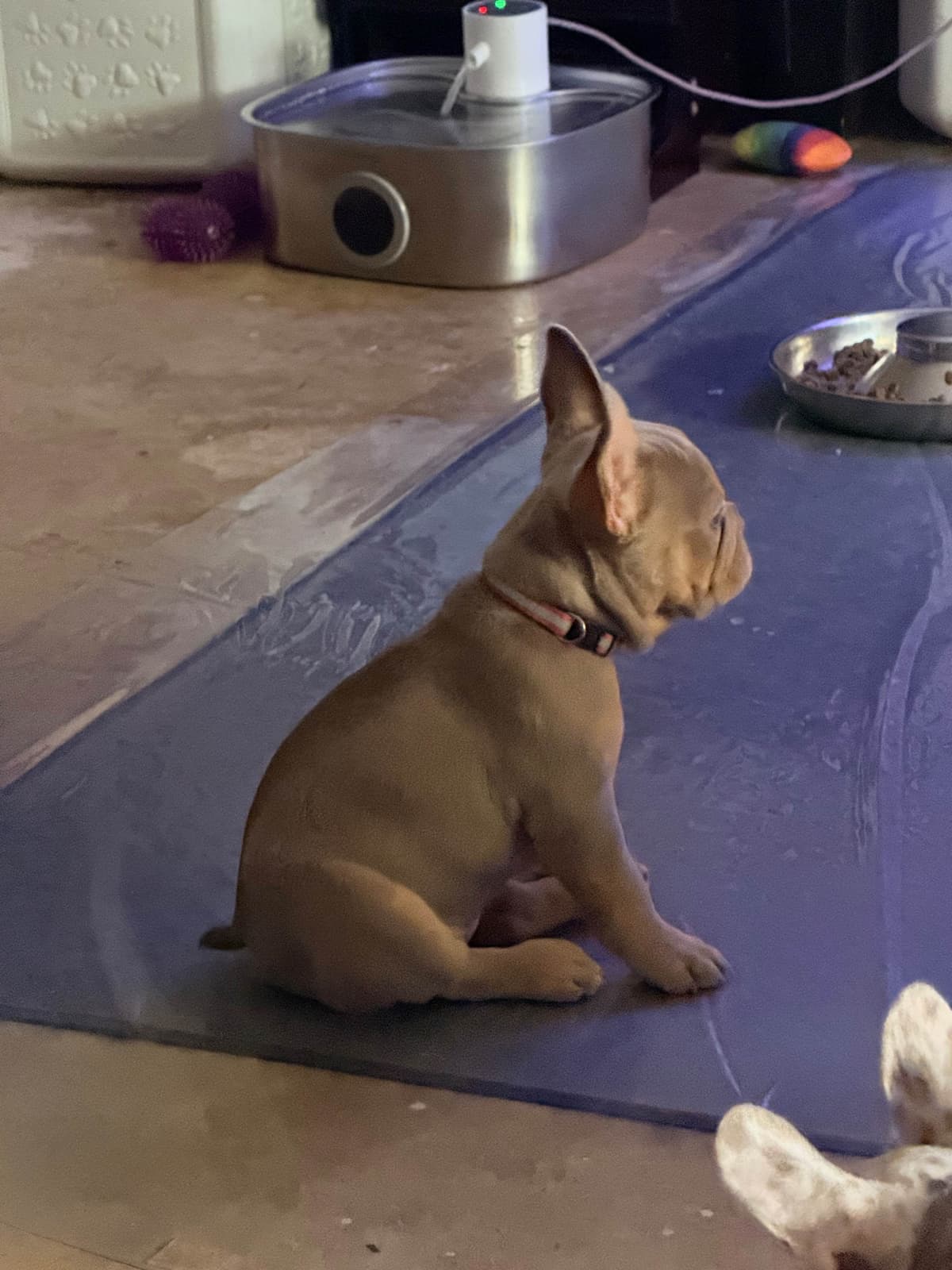 French Bulldog Puppies breeder image 6