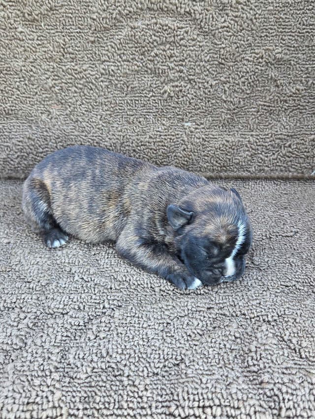 Boxer Puppies media 2
