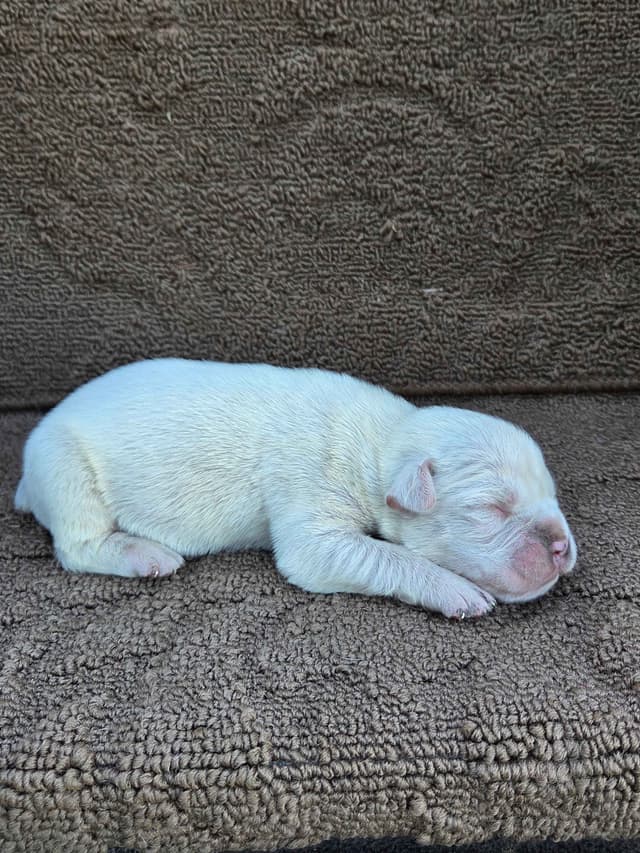 Boxer Puppies media 3