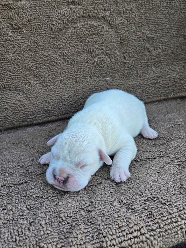 Boxer Puppies media 4