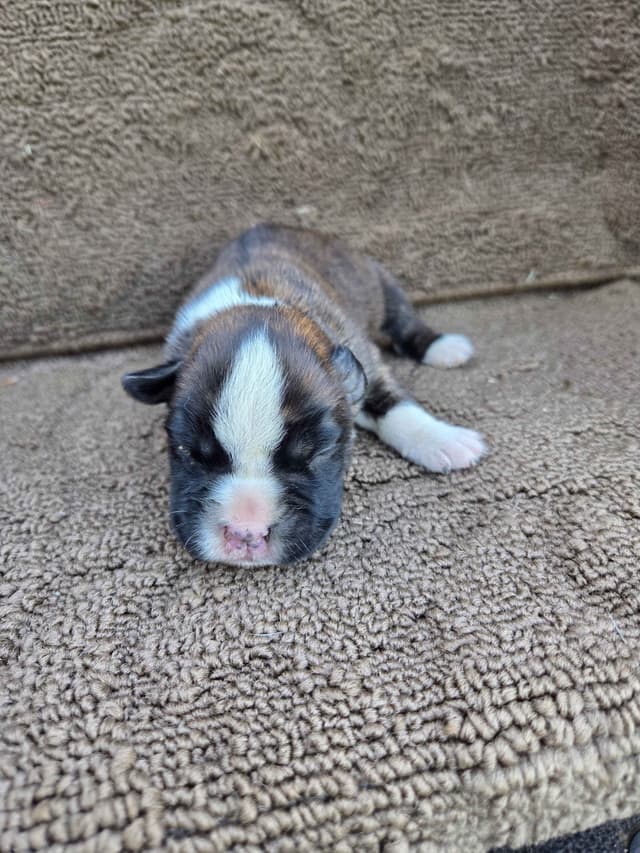 Boxer Puppies media 5