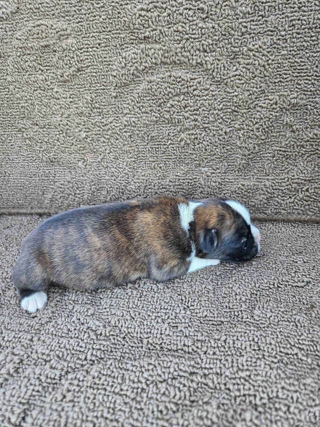Boxer Puppies media 6