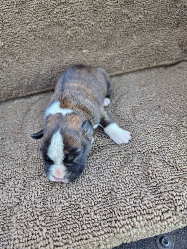 Boxer Puppies media 7