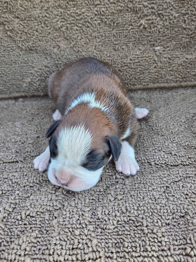 Boxer Puppies media 8