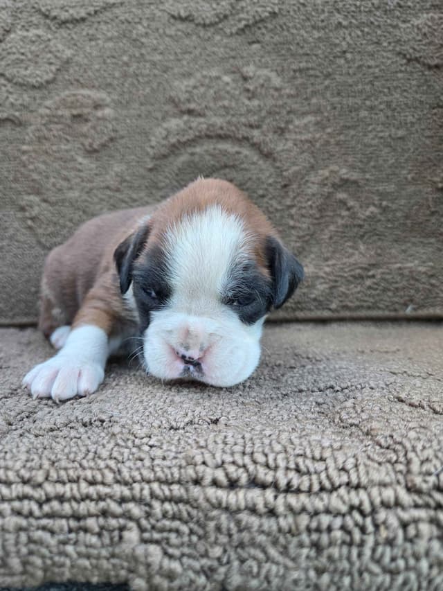 Boxer Puppies media 14