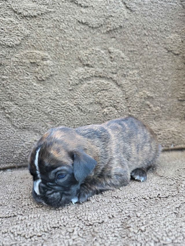 Boxer Puppies media 20
