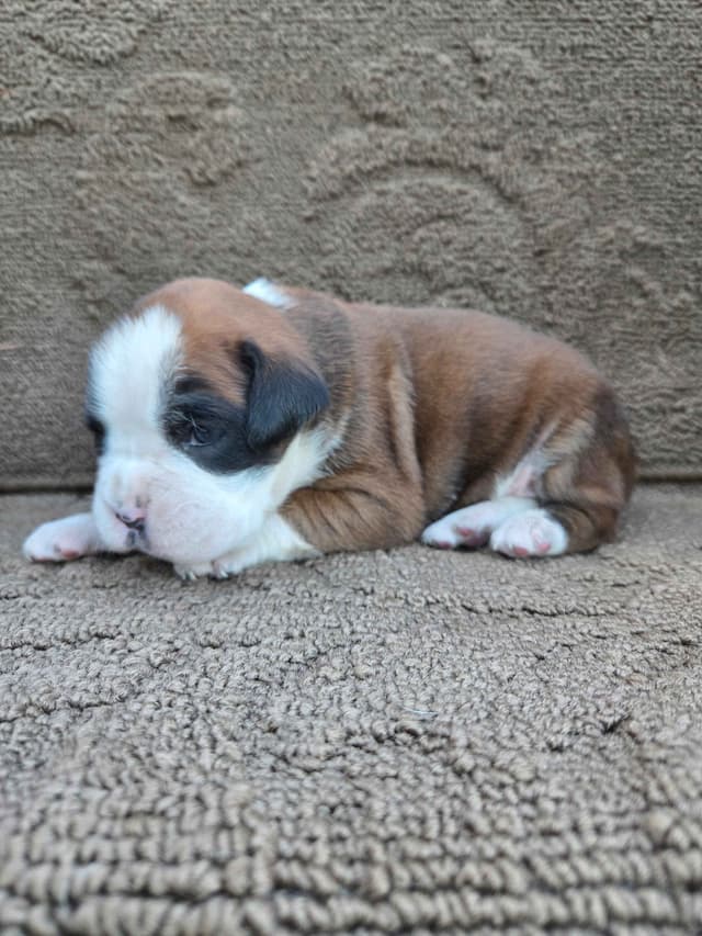 Boxer Puppies media 16