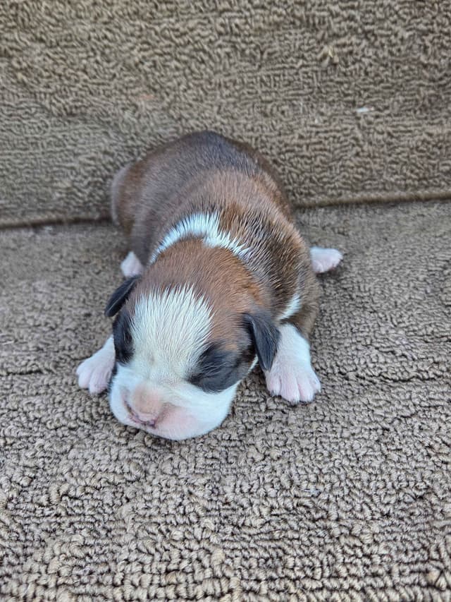 Boxer Puppies media 21
