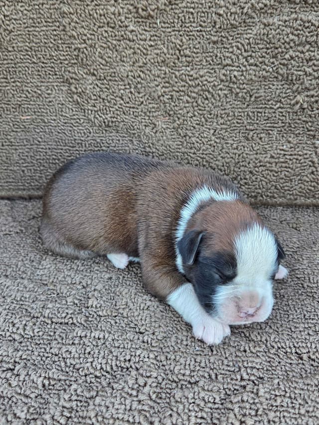 Boxer Puppies media 19
