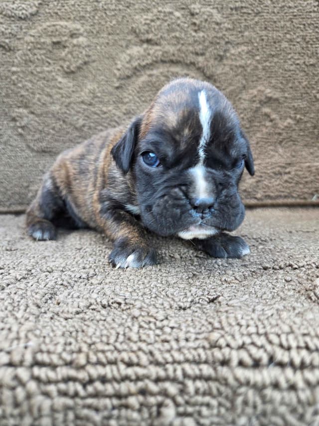 Boxer Puppies media 23