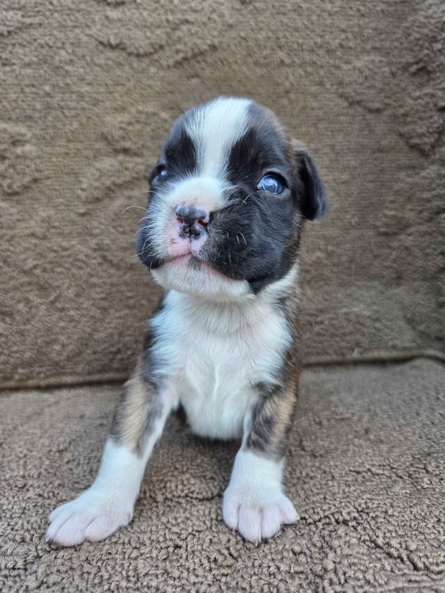 Boxer Puppies media 18