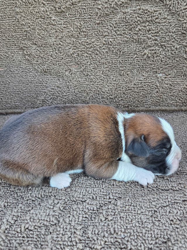 Boxer Puppies media 22