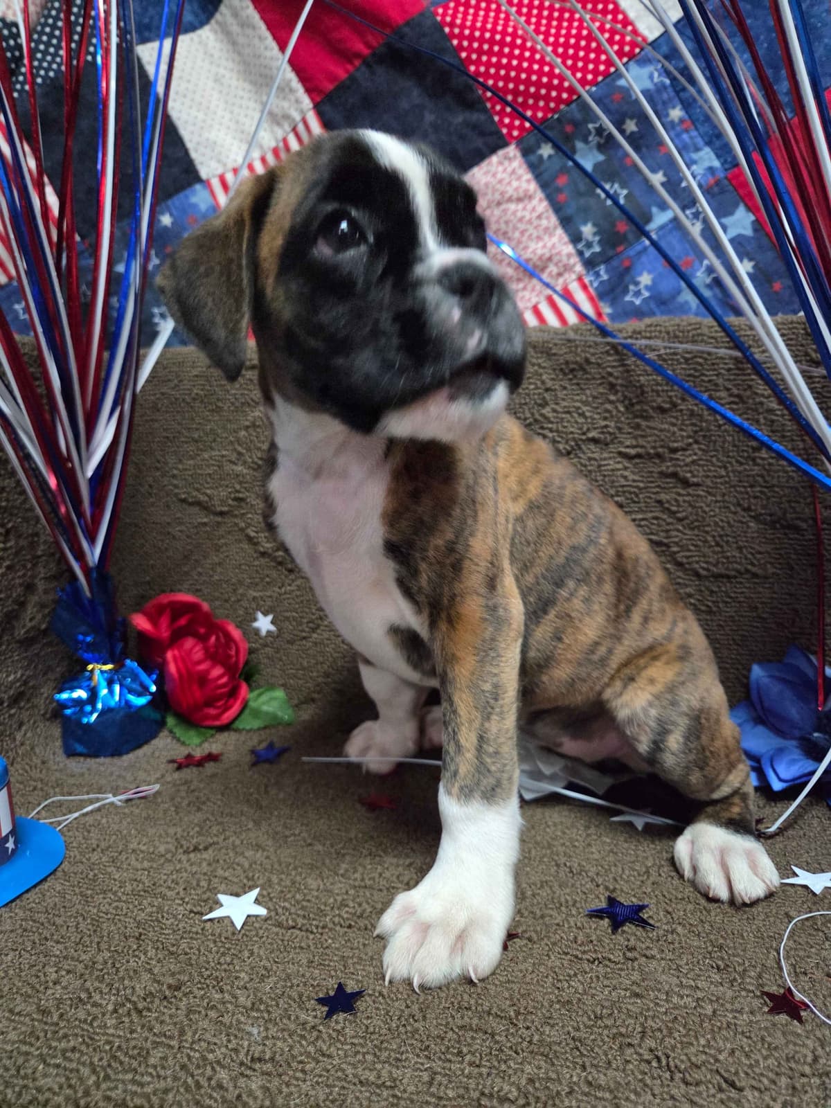 Boxer Puppies breeder image 1