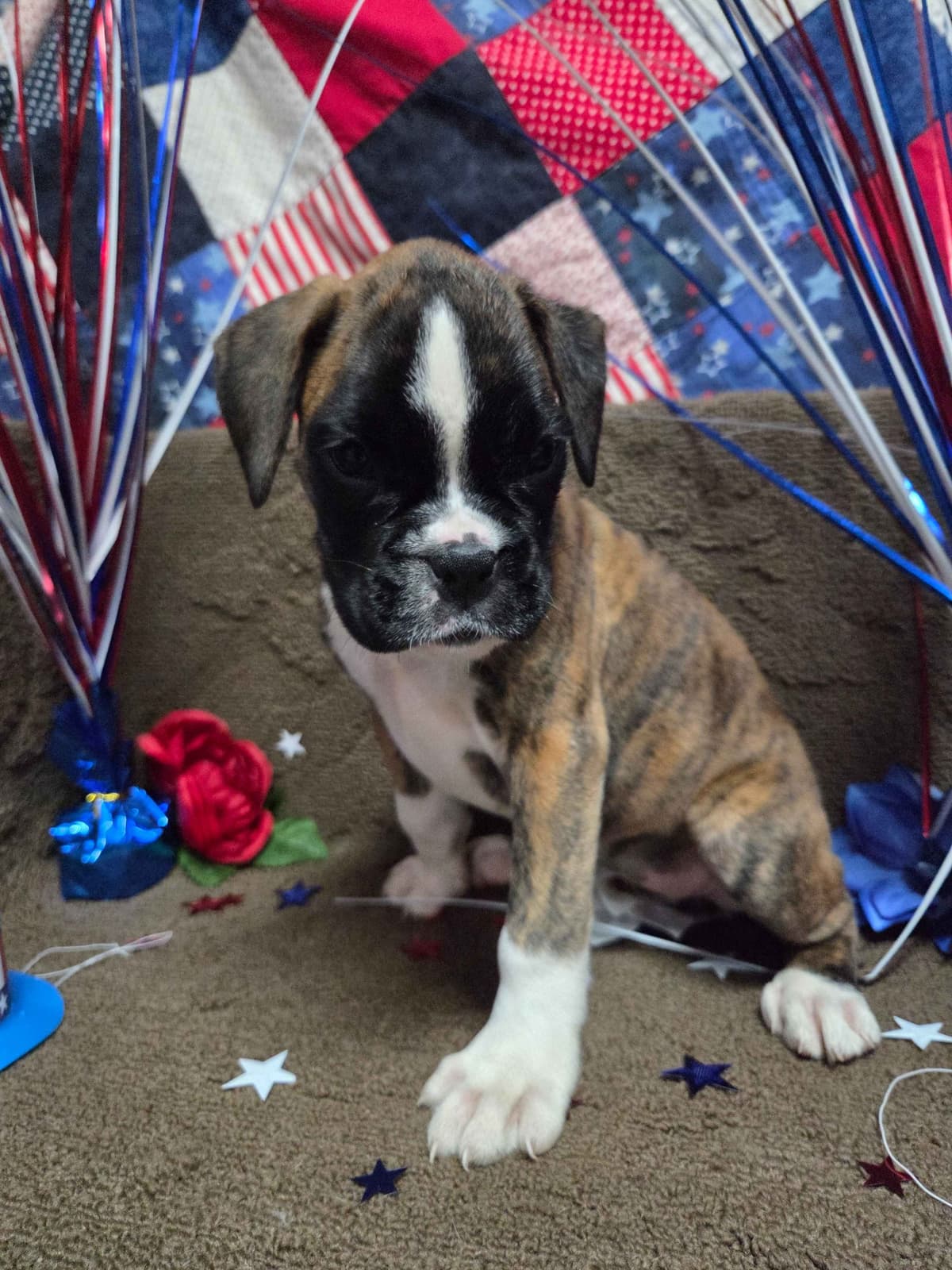 Boxer Puppies breeder image 2