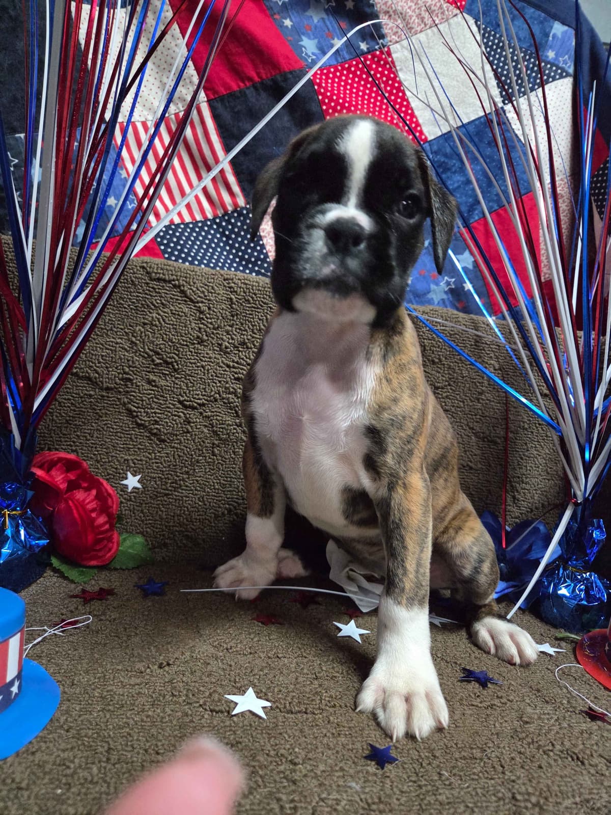 Boxer Puppies breeder image 3