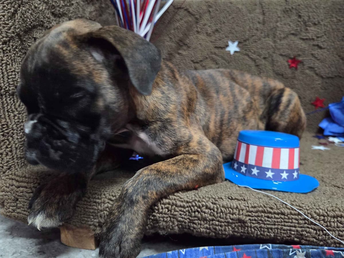 Boxer Puppies breeder image 4