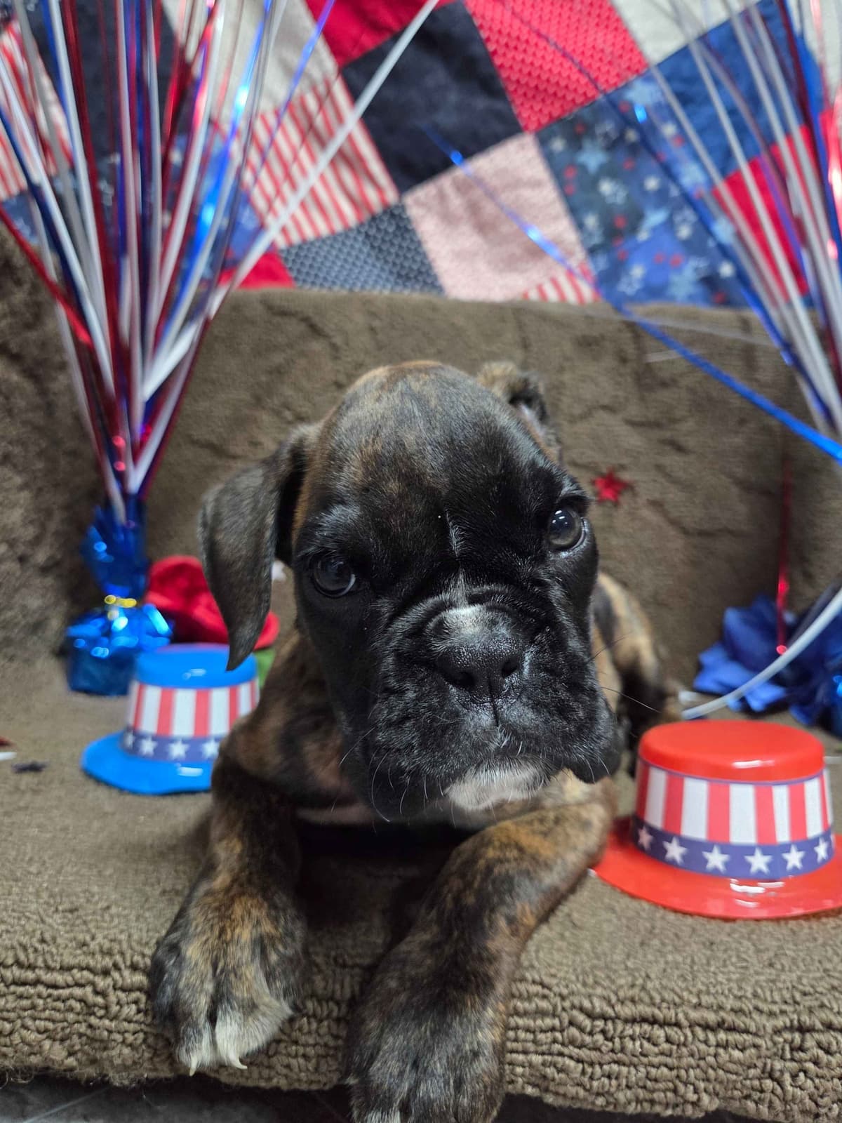 Boxer Puppies breeder image 5