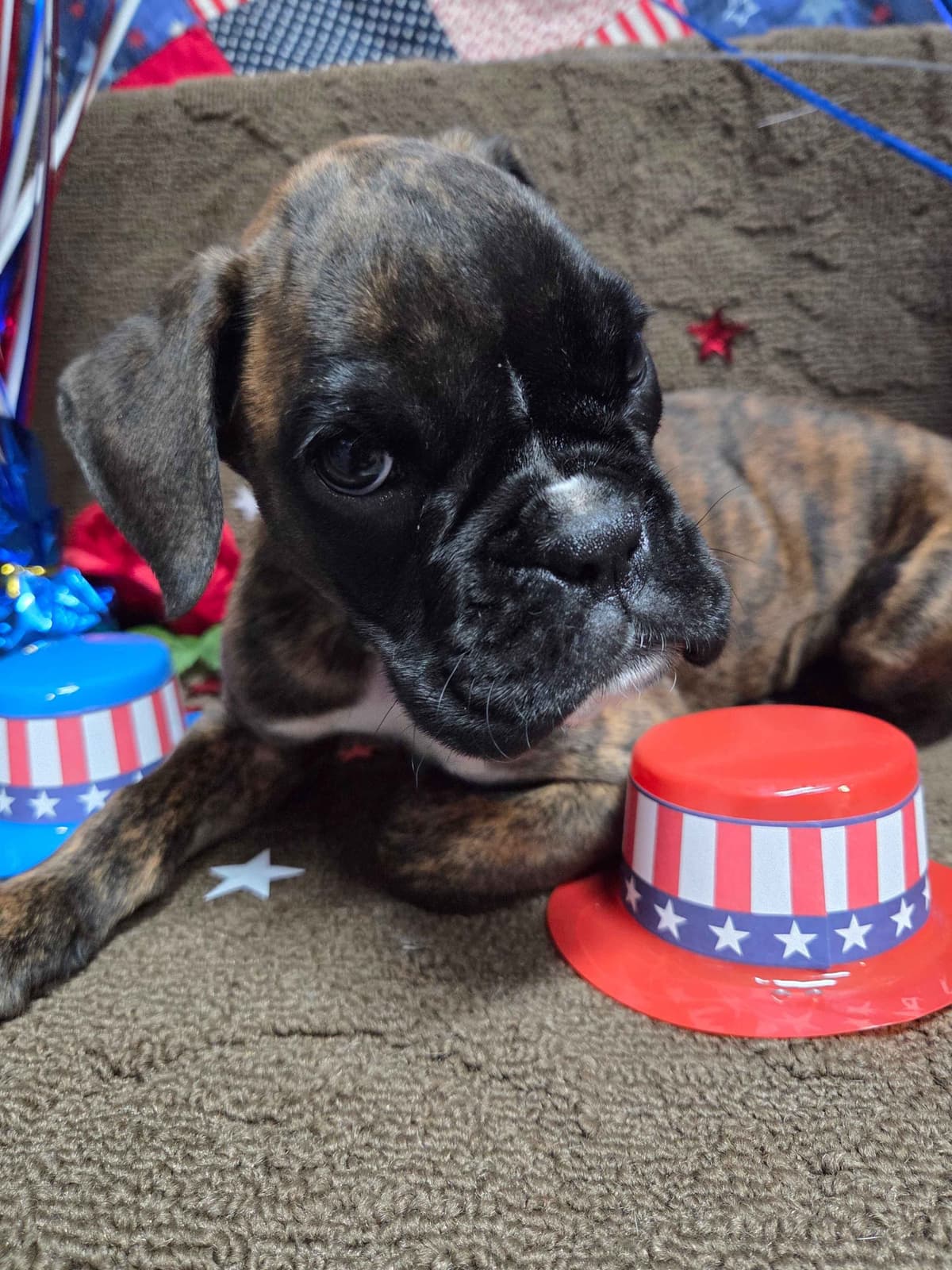 Boxer Puppies breeder image 6