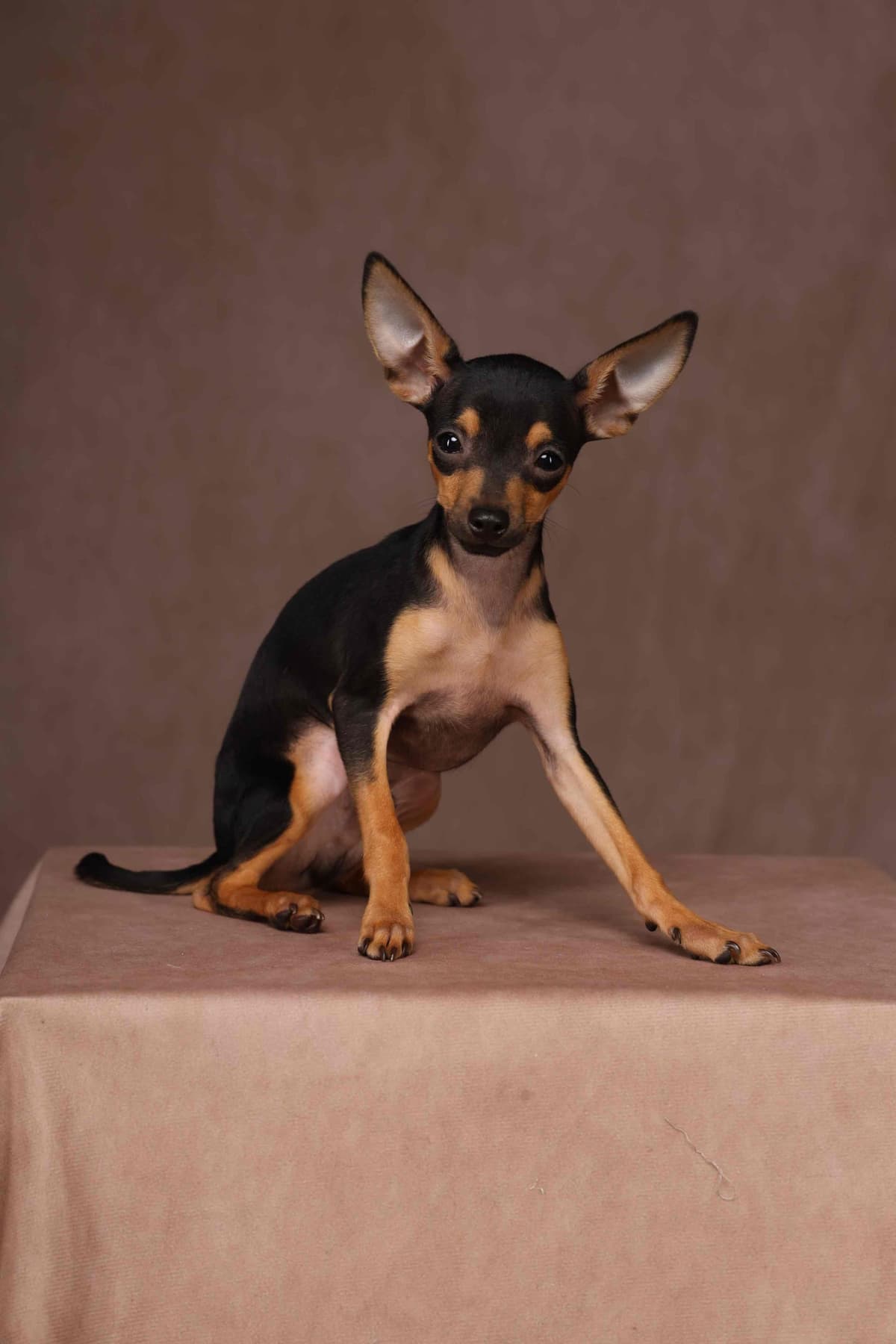Tiny Micro Russian Toy Puppies – Premium European Bloodlines! breeder image 3
