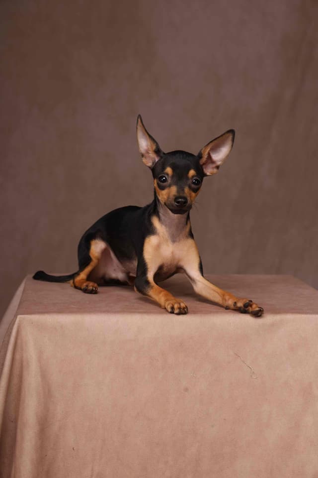 Tiny Micro Russian Toy Puppies – Premium European Bloodlines! media 2
