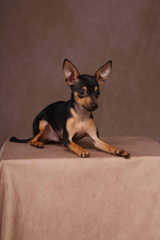Tiny Micro Russian Toy Puppies – Premium European Bloodlines! media 3